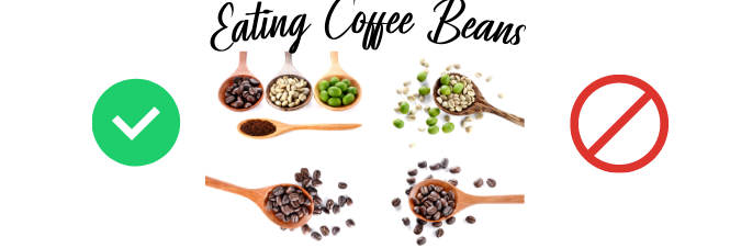 Eating Coffee Beans by Dash of Vigor