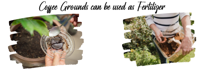 Coffee Grounds can be used as Fertilizer