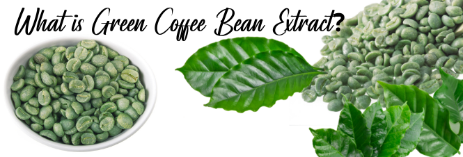 What is Green Coffee Bean Extract