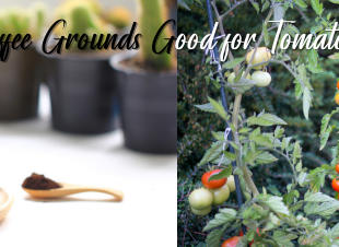 Are Coffee Grounds Good for Tomato Plants