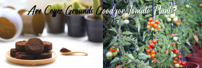 Are Coffee Grounds Good for Tomato Plants